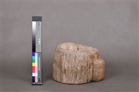 木化石藏品圖，第1張
