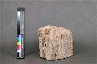 木化石藏品圖，第2張