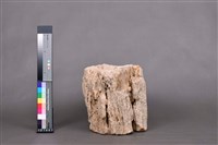 木化石藏品圖，第4張
