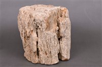 木化石藏品圖，第6張