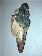 魁儡偶頭藏品圖，第2張