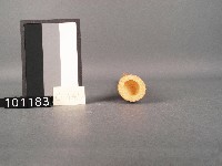 傳統織布機藏品圖，第18張