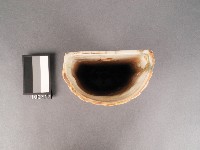 彩繪鳥紋箸籠藏品圖，第2張