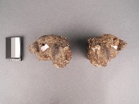 石獅藏品圖，第2張