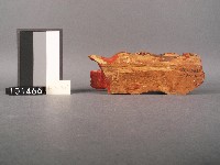 木雕小獅藏品圖，第2張