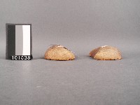 筶藏品圖，第2張