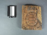 木製糖龜五片合印模藏品圖，第1張