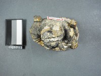 法主公木佛藏品圖，第2張