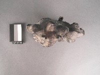 交趾獅子藏品圖，第2張