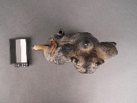 交趾獅子藏品圖，第2張