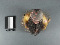 玄天上帝藏品圖，第2張