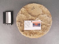 石製桌腳墊藏品圖，第3張