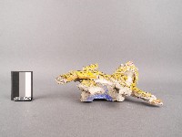 老虎泥塑藏品圖，第2張