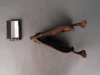 山豬牙藏品圖，第2張