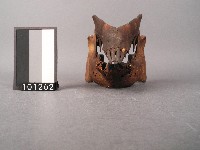 山豬牙藏品圖，第3張