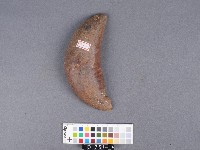 竹杯筊(左杯筊)藏品圖，第3張