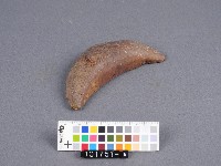 竹杯筊(右杯筊)藏品圖，第1張