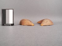 竹杯筊藏品圖，第3張