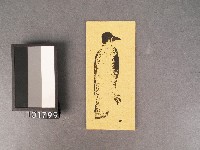 歹鳥(烏鴉)紙錢藏品圖，第1張