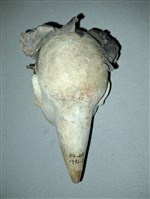 傀儡戲偶頭藏品圖，第2張