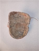 傀儡面具藏品圖，第2張