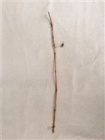 傀儡切末（釣魚竿）藏品圖，第1張