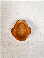 土黏香面具藏品圖，第2張