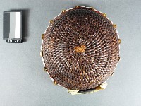 頭目帽藏品圖，第2張