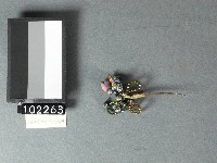彩珠蝴蝶紋髮簪藏品圖，第1張