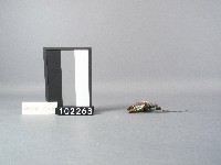 彩珠蝴蝶紋髮簪藏品圖，第2張