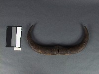 牛角藏品圖，第1張