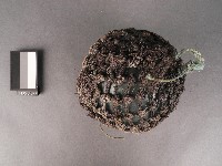 玻璃浮球藏品圖，第2張