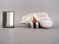 蛋糕鋁模(雞形)藏品圖，第2張