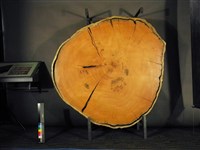 剖面檜木藏品圖，第1張