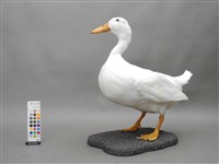 宜蘭白菜鴨台畜1號公鴨藏品圖，第2張