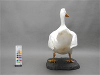 宜蘭白菜鴨台畜1號公鴨藏品圖，第3張