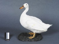 宜蘭白菜鴨台畜1號母鴨藏品圖，第1張
