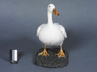 宜蘭白菜鴨台畜1號母鴨藏品圖，第2張