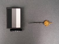 金花(鉚)藏品圖，第1張