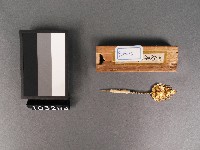 金花(鉚)藏品圖，第1張