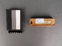 金花(鉚)藏品圖，第5張