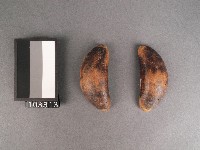 筶藏品圖，第1張