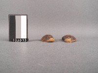 筶藏品圖，第2張