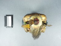 太上老君神像藏品圖，第2張