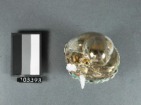 觀世音菩薩神像藏品圖，第2張