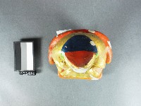 土地公神像藏品圖，第2張