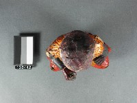 神農大帝神像藏品圖，第2張