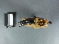 唐三藏神像藏品圖，第2張