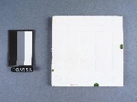 玫瑰紋磁磚藏品圖，第2張