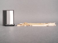 漁洋(山人)精華錄卷一藏品圖，第3張